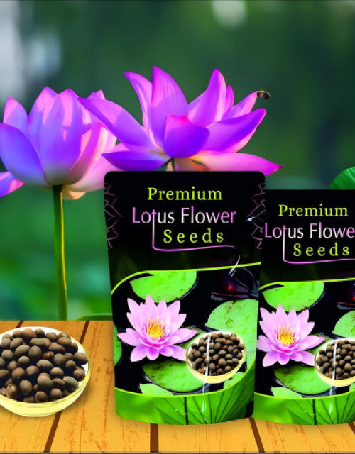 🌼 Pure & Natural Kamal Gatta/Seeds- Premium Pack of 80🌷